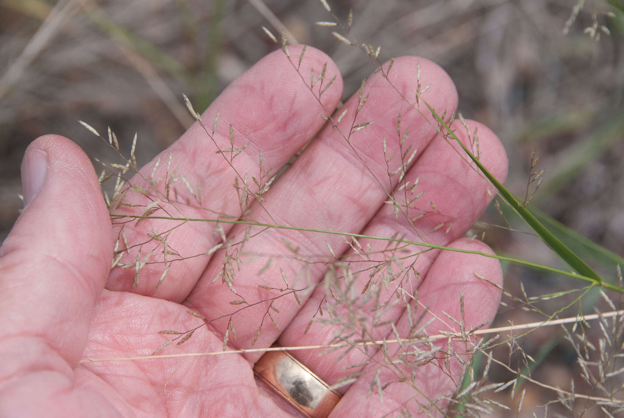 Plancia ëd Eragrostis lehmanniana Nees