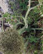 Image of Daucus carota subsp. gummifer (Syme) Hook. fil.