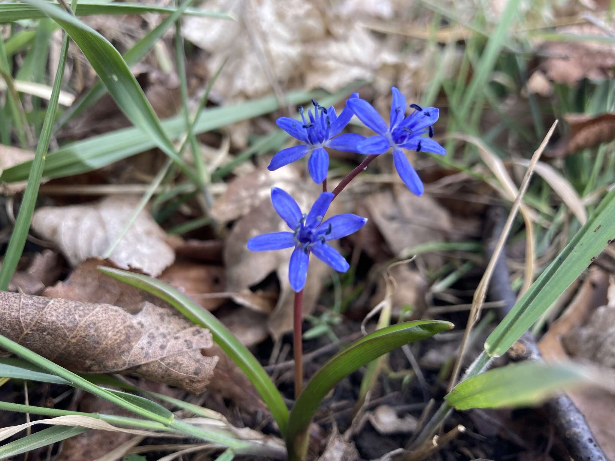 Image of Scilla vindobonensis Speta