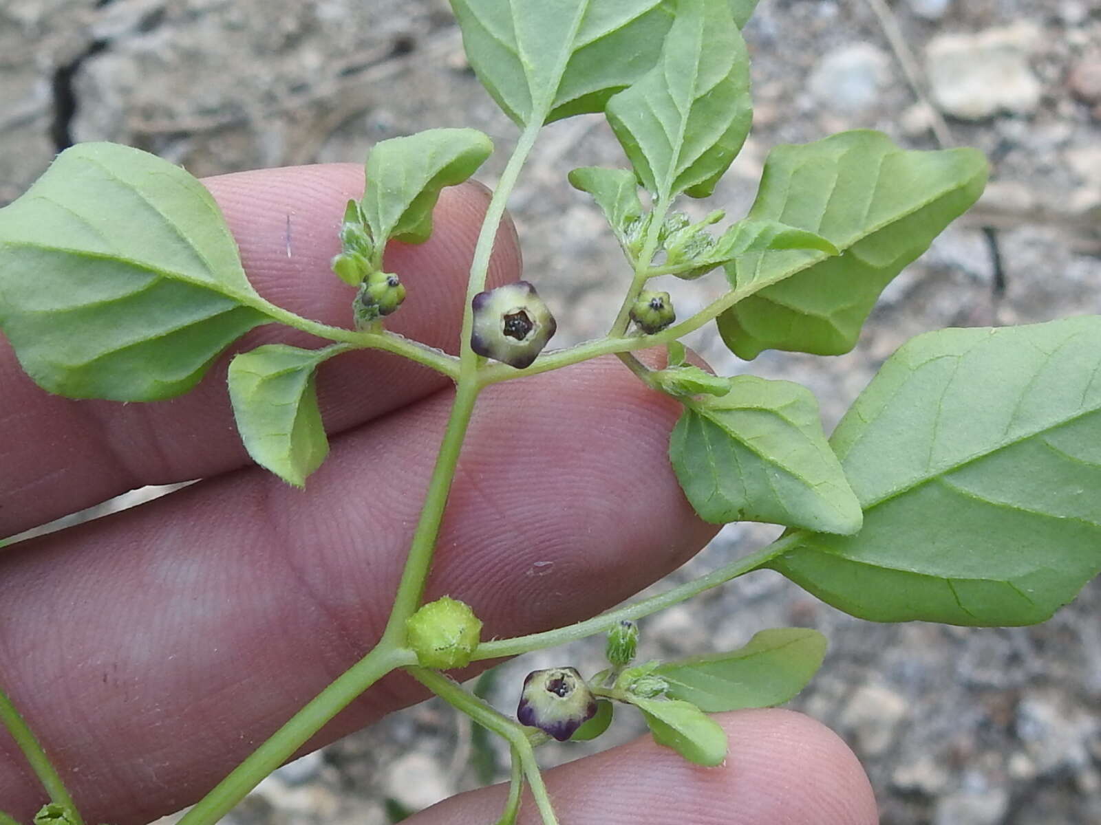 Plancia ëd Physalis solanacea (Schltdl.) B. Axelius