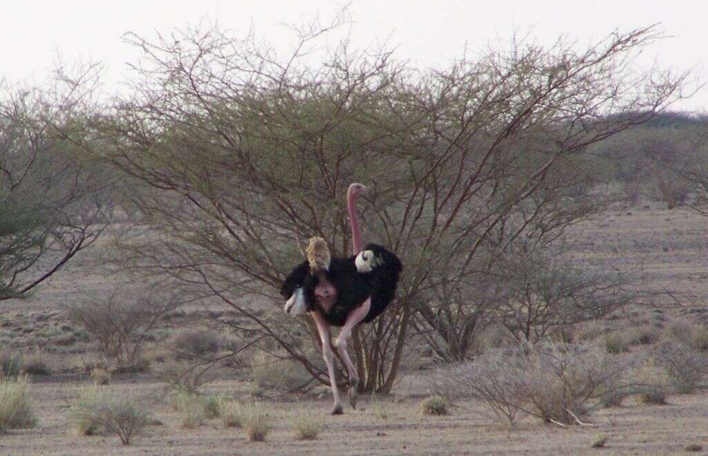 Image of North African ostrich