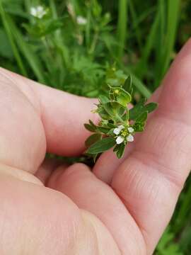 Слика од Geranium texanum (Trel.) A. Heller