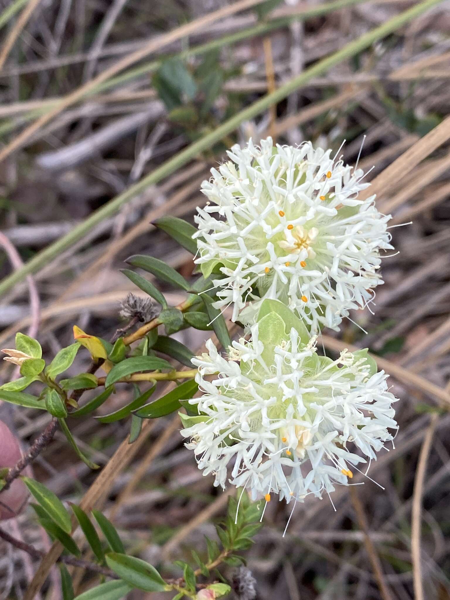 Image of Pimelea lehmanniana Meissn.