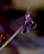 Image of Pleurothallis peculiaris Luer