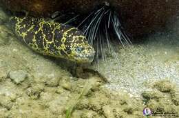 Image of Chain Moray Eel