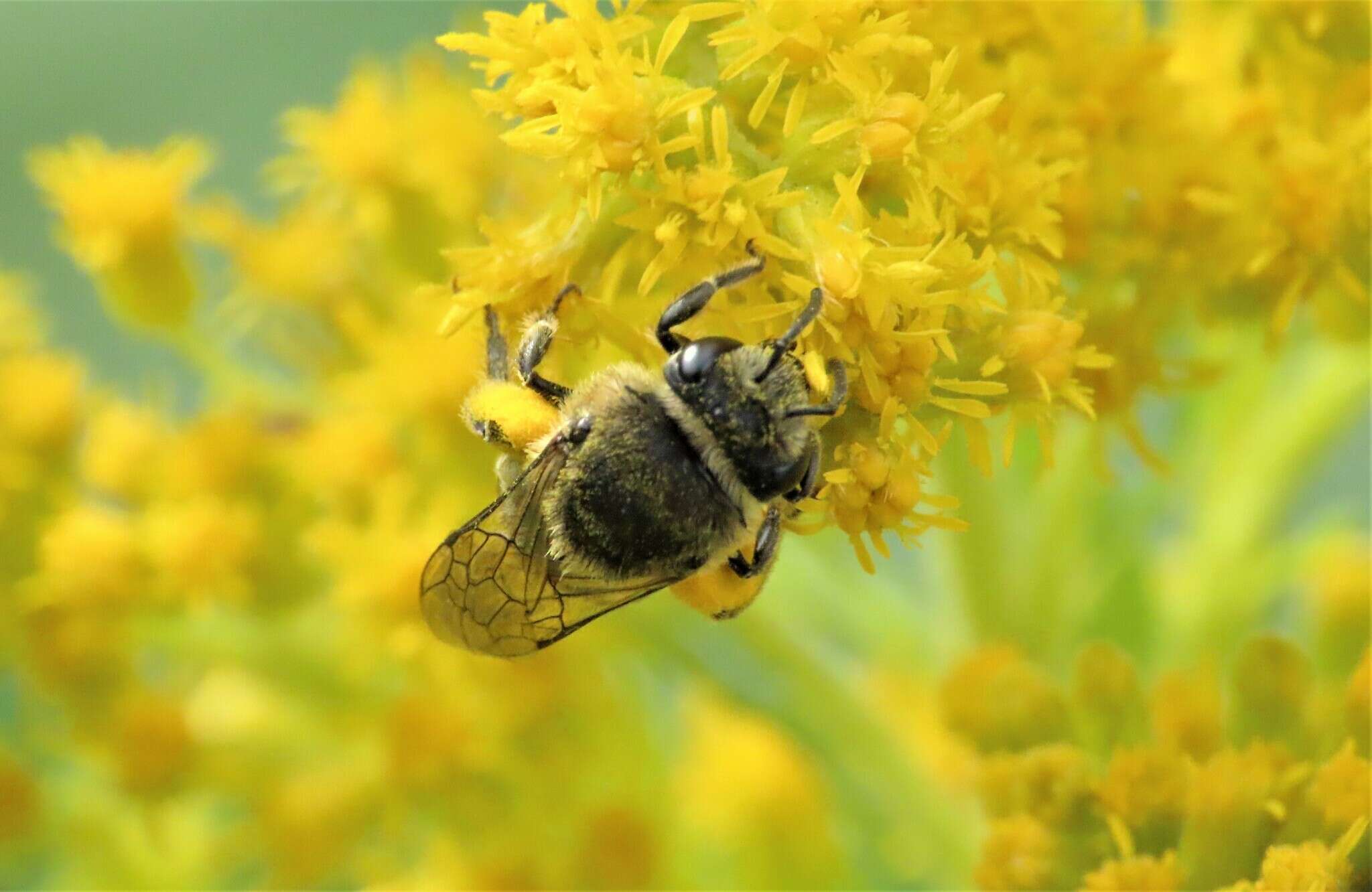 Image of Colletes simulans Cresson 1868