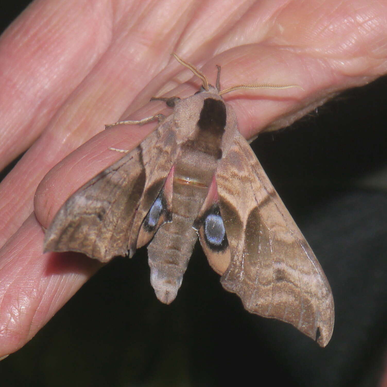 Image of Smerinthus ocellata (Linnaeus 1758)