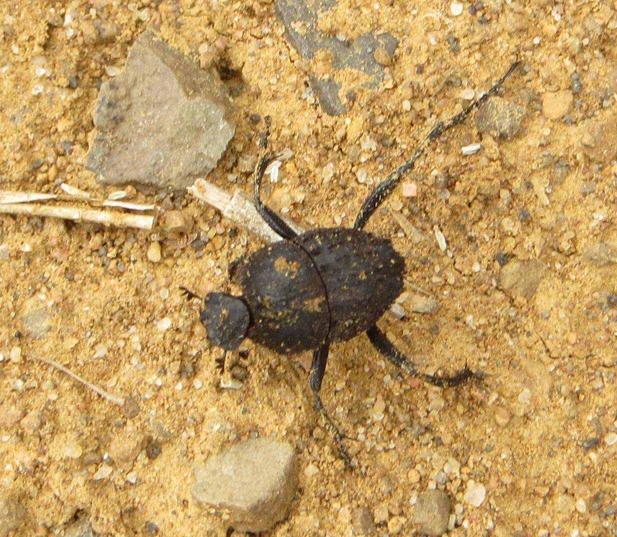 Image of Sisyphus fasciculatus Boheman 1857