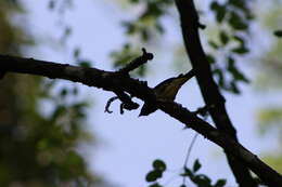 Image of Turquoise Tanager