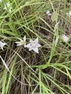 Image de Calochortus lyallii Baker