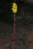 Image of downy goldenrod