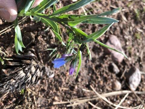 Image de Mertensia lanceolata (Pursh) A. DC.