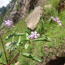 Imagem de Catharanthus longifolius (Pichon) Pichon