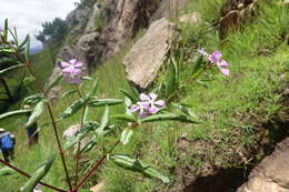 Image of Catharanthus longifolius (Pichon) Pichon