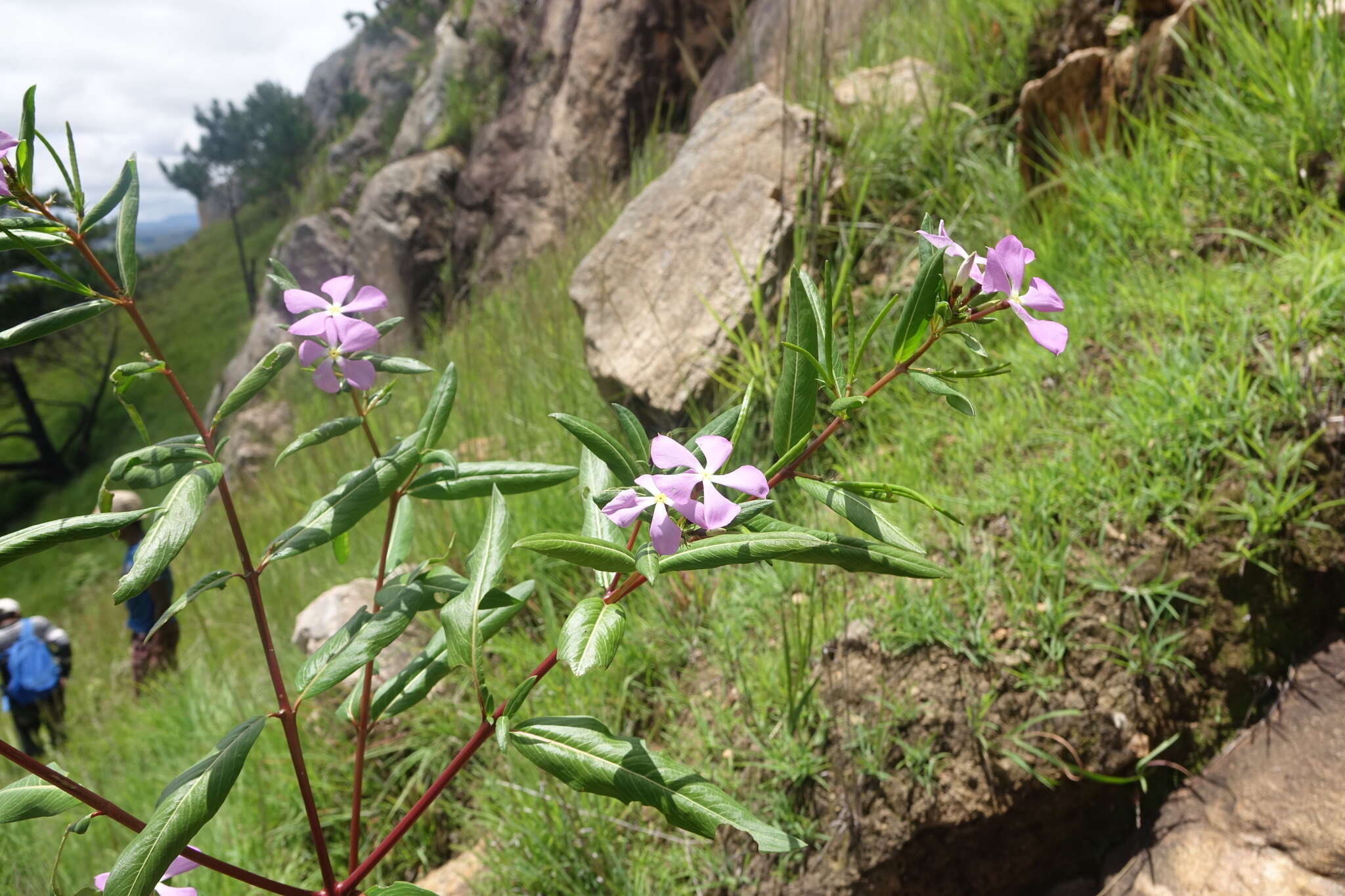 Catharanthus longifolius (Pichon) Pichon的圖片