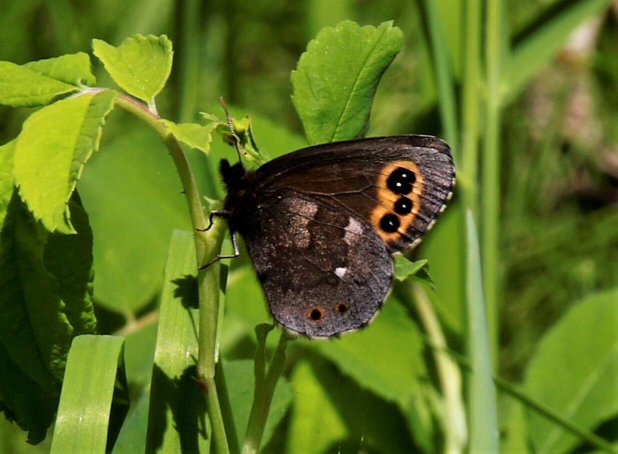 Image of Lapland Ringlet