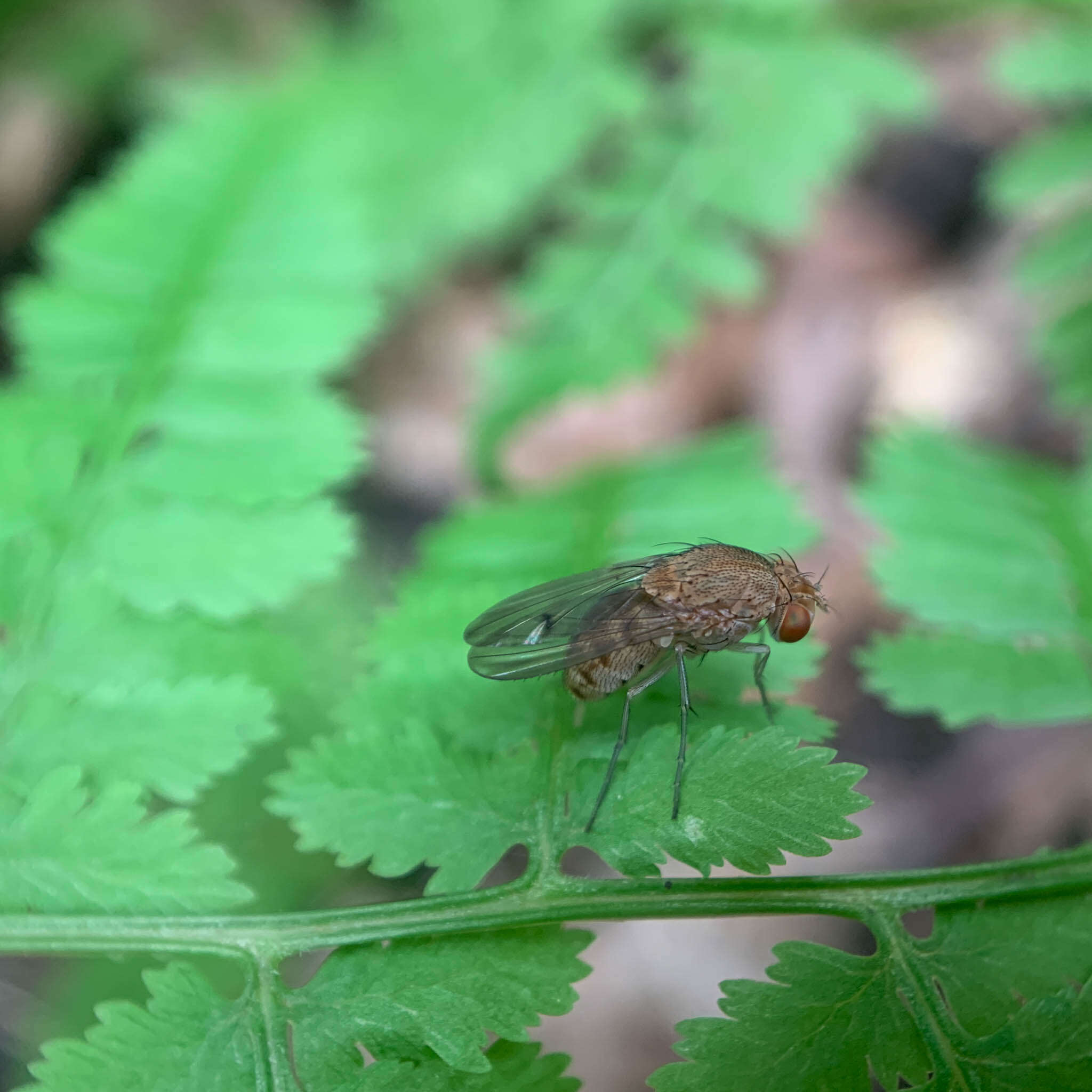 Image of Curtonotum