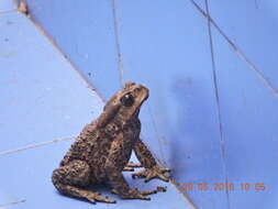 Image of Himalayan Toad