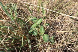 Image of Silverleaf Desmodium