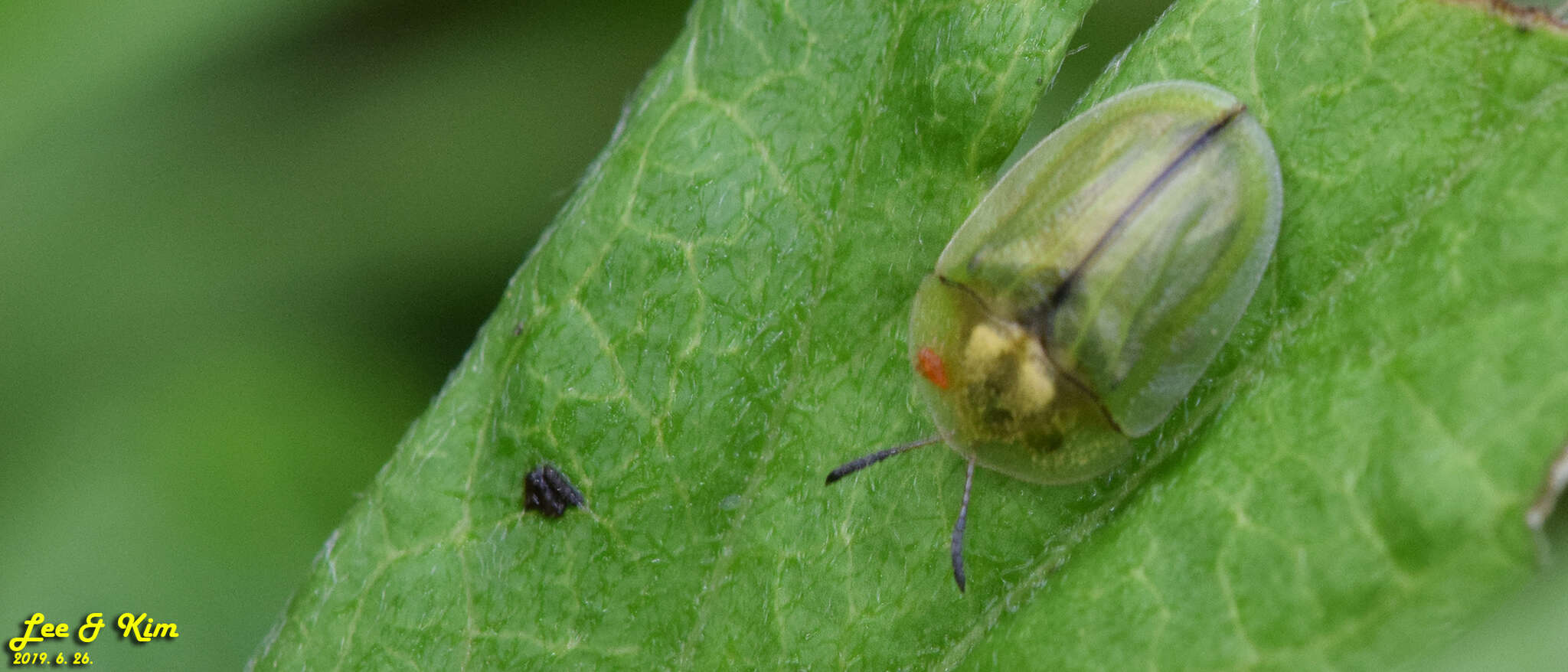 Image of Cassida (Cassida) mandli Spaeth 1921