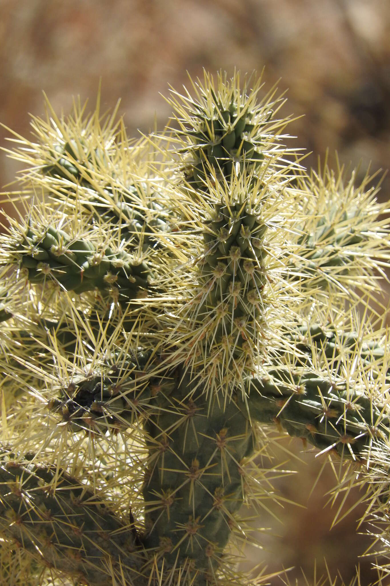 Image of Cylindropuntia alcahes var. alcahes