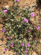 Image of Erodium guttatum (Desf.) Willd.