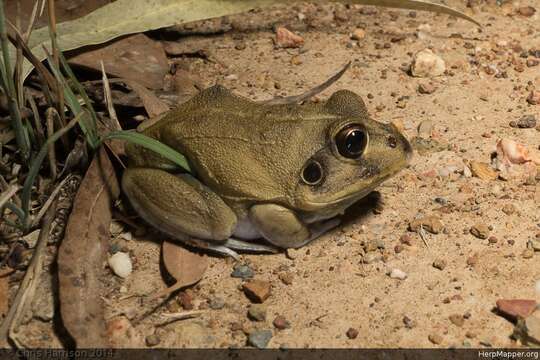 Ranoidea novaehollandiae (Steindachner 1867)的圖片