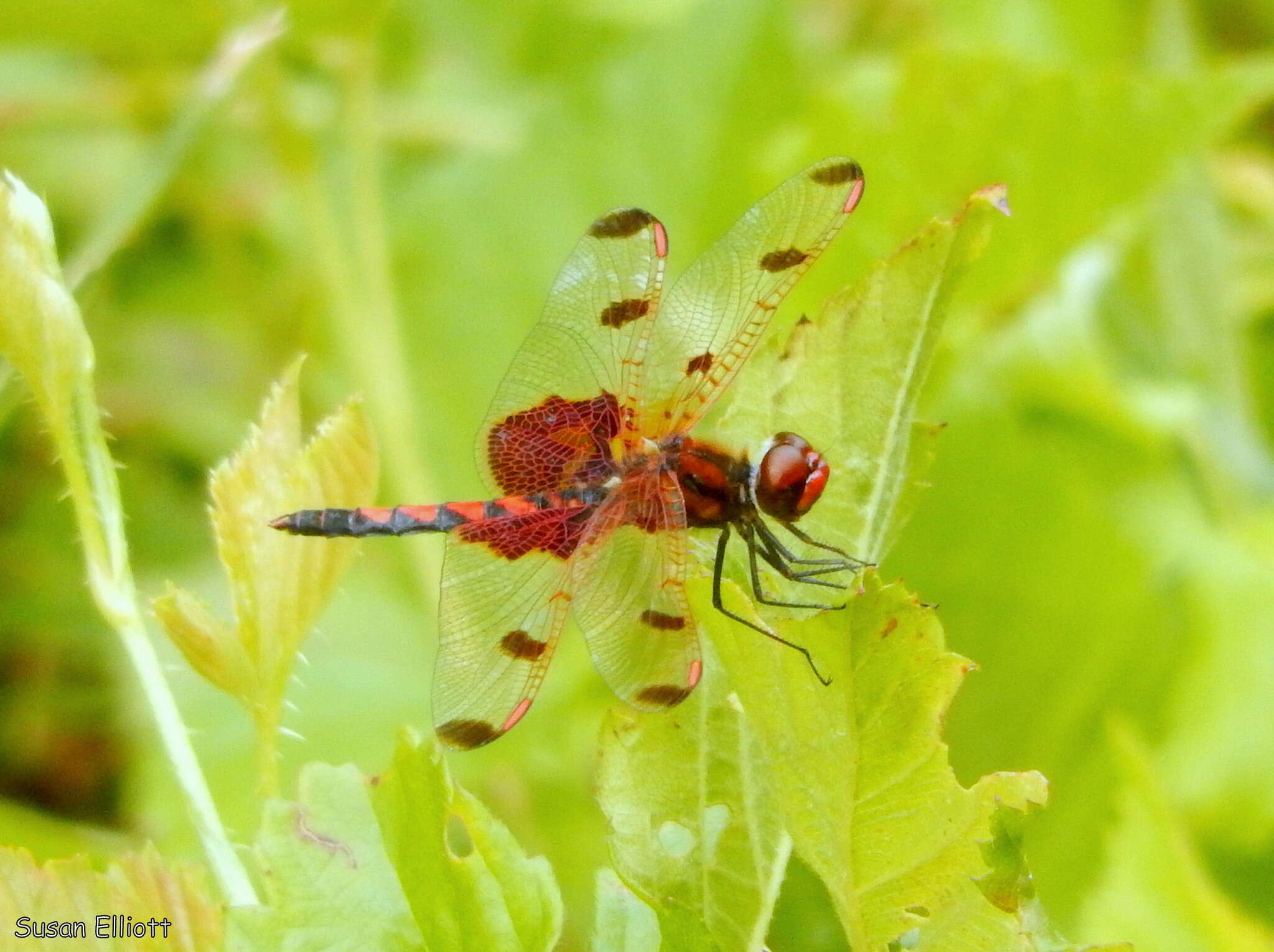 Слика од Celithemis elisa (Hagen 1861)