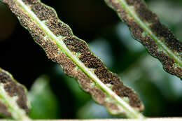 Image of Bolbitis angustipinna (Hayata) Itô