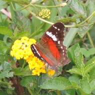 Plancia ëd Anartia amathea roeselia Eschscholtz 1821