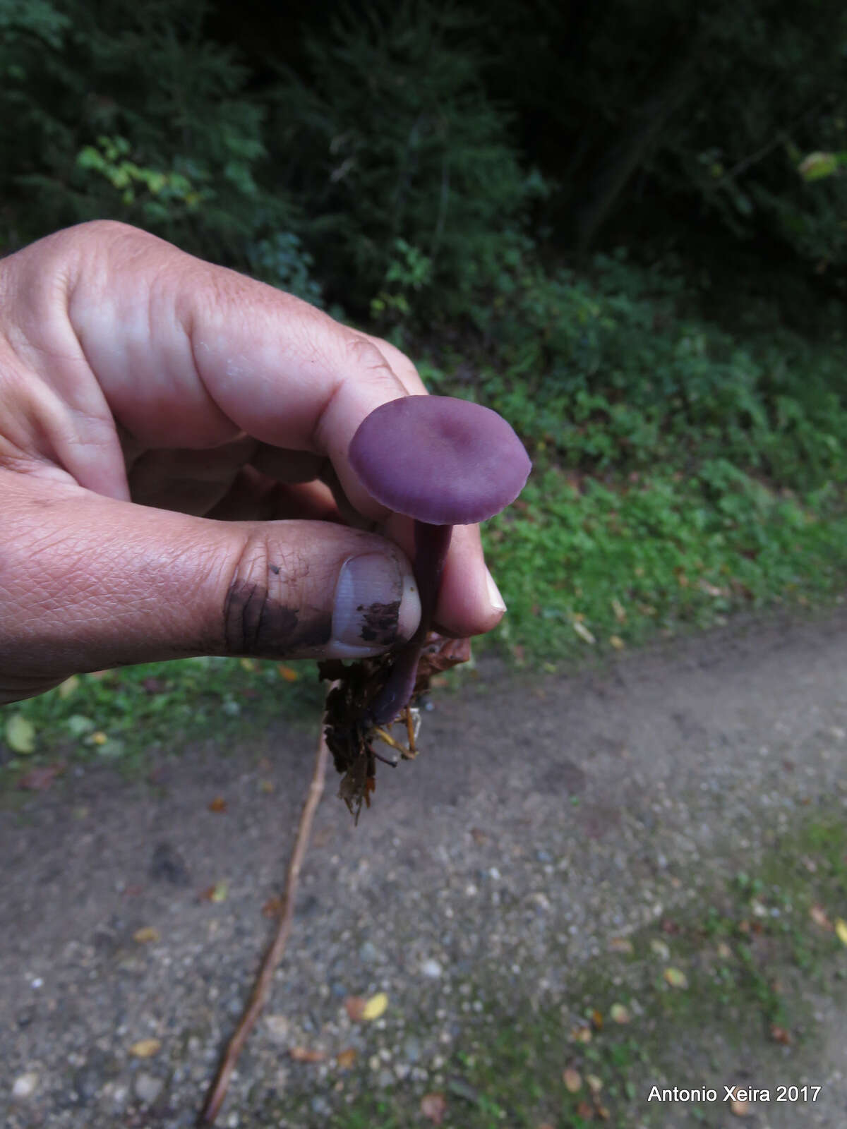 Image of Laccaria amethystina Cooke 1884