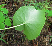 Image of Ligularia calthifolia Maxim.