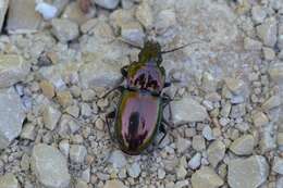 Слика од Pterostichus (Cheporus) burmeisteri Heer 1837