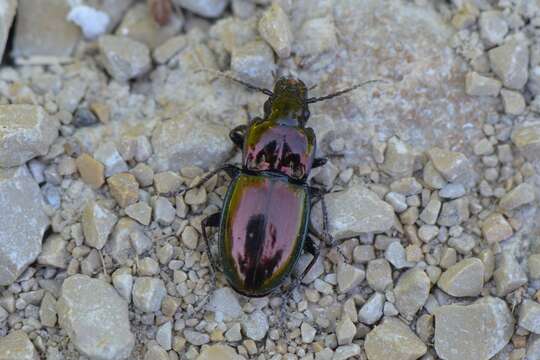 Image of Pterostichus (Cheporus) burmeisteri Heer 1837