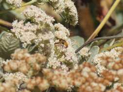 Image of Tachinid fly