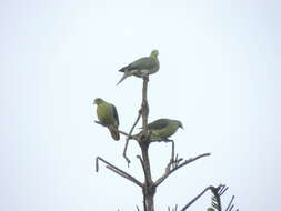 Image of Taiwan Green-pigeon