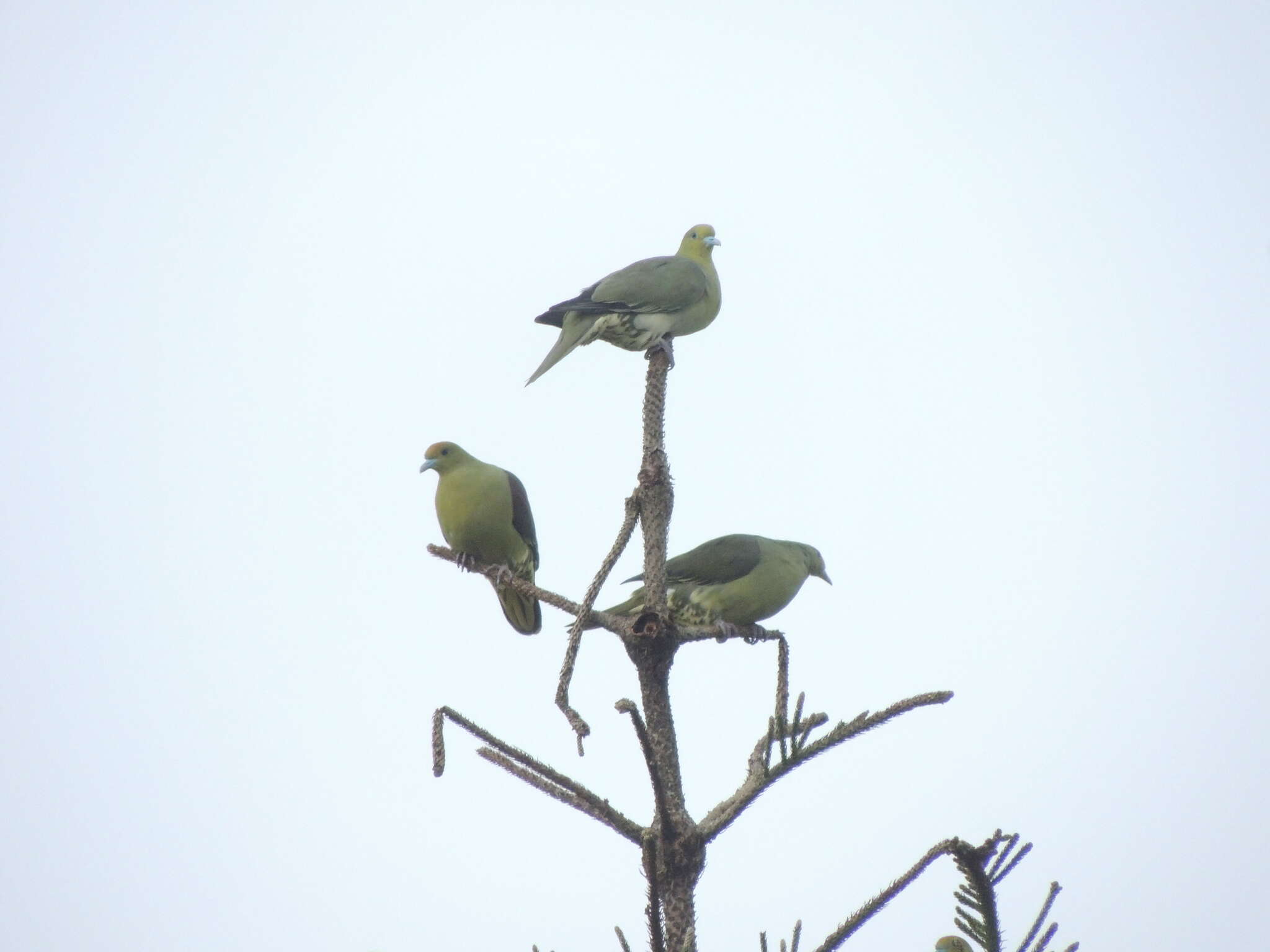 Image of Taiwan Green-pigeon