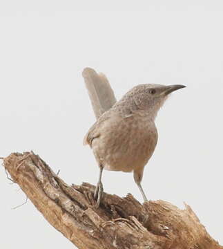 Image of Arabian Babbler