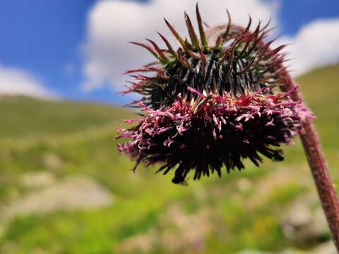 Image of Dolomiaea frolowii