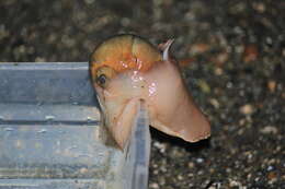 Image of Lewis' moonsnail