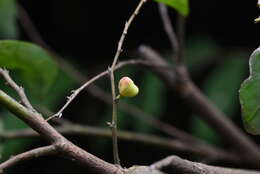 Image de Phyllanthus puberus (L.) Müll. Arg.