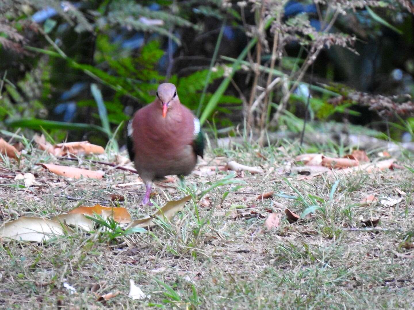 Sivun Chalcophaps longirostris Gould 1848 kuva