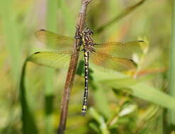 Image of Eusynthemis virgula (Selys 1874)