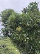 Image of Forest false cabbage-tree