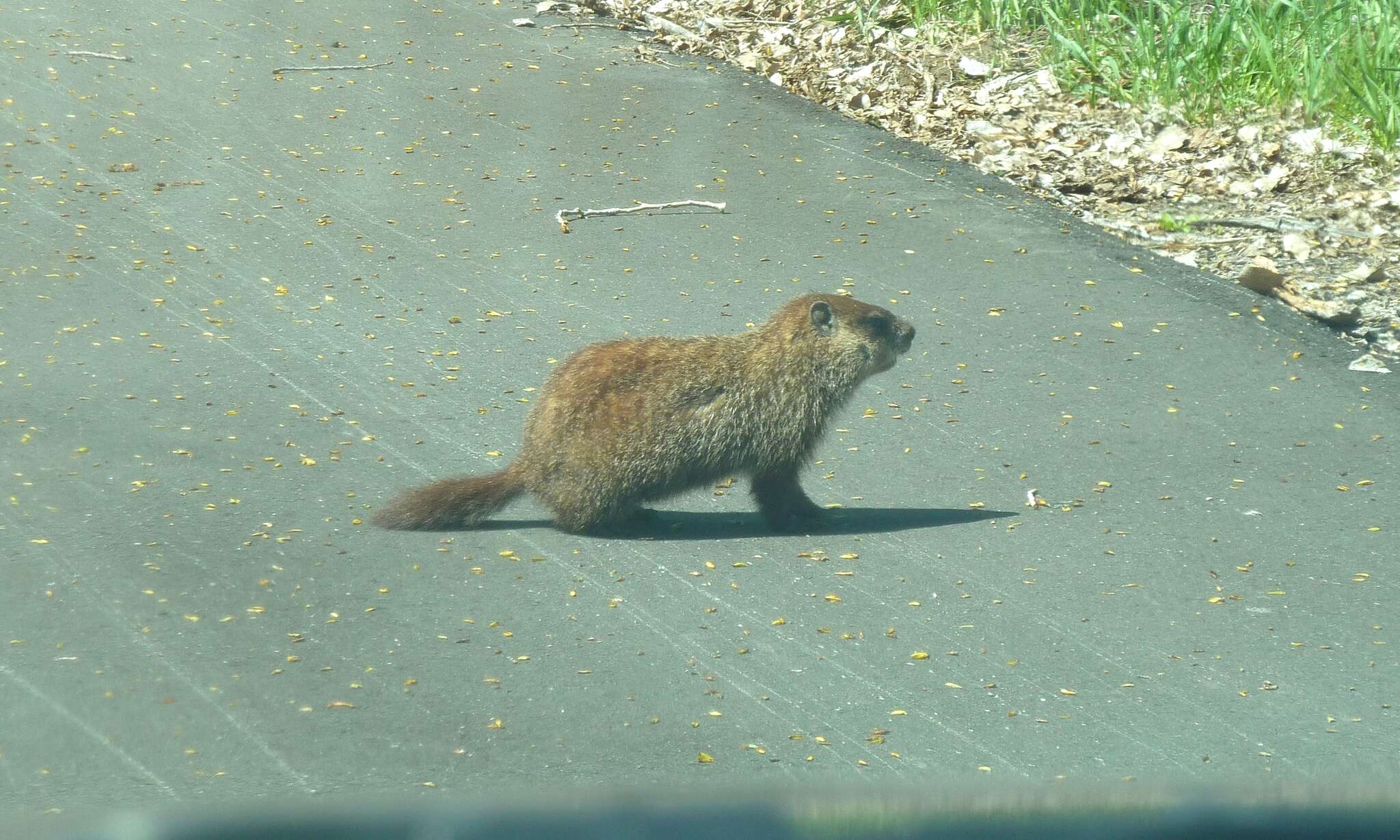 Image of Marmota subgen. Marmota Blumenbach 1779