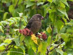 Image of Thick-billed Seedeater