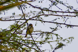 Image of Parrot-billed Seedeater