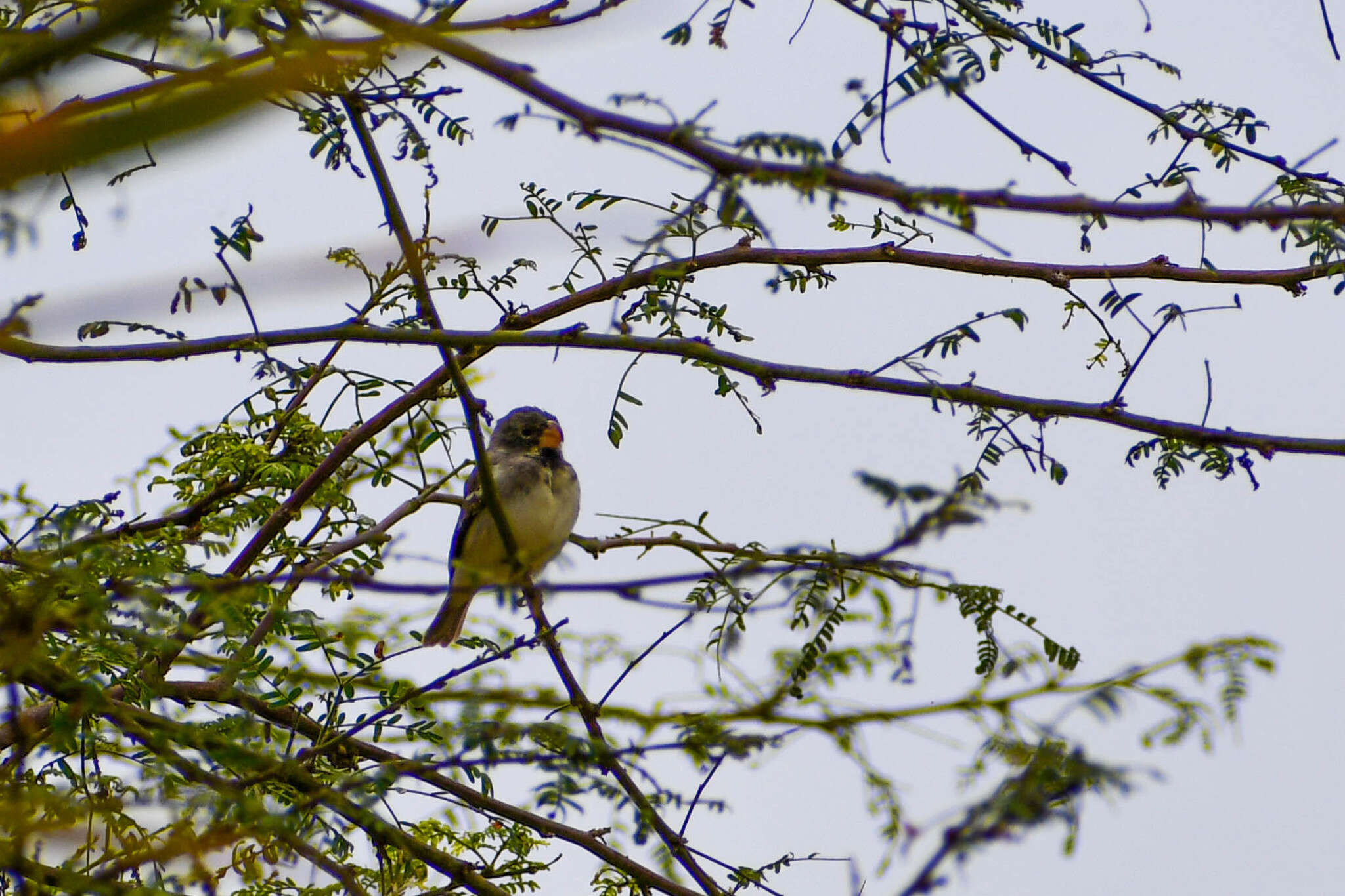 Image of Parrot-billed Seedeater