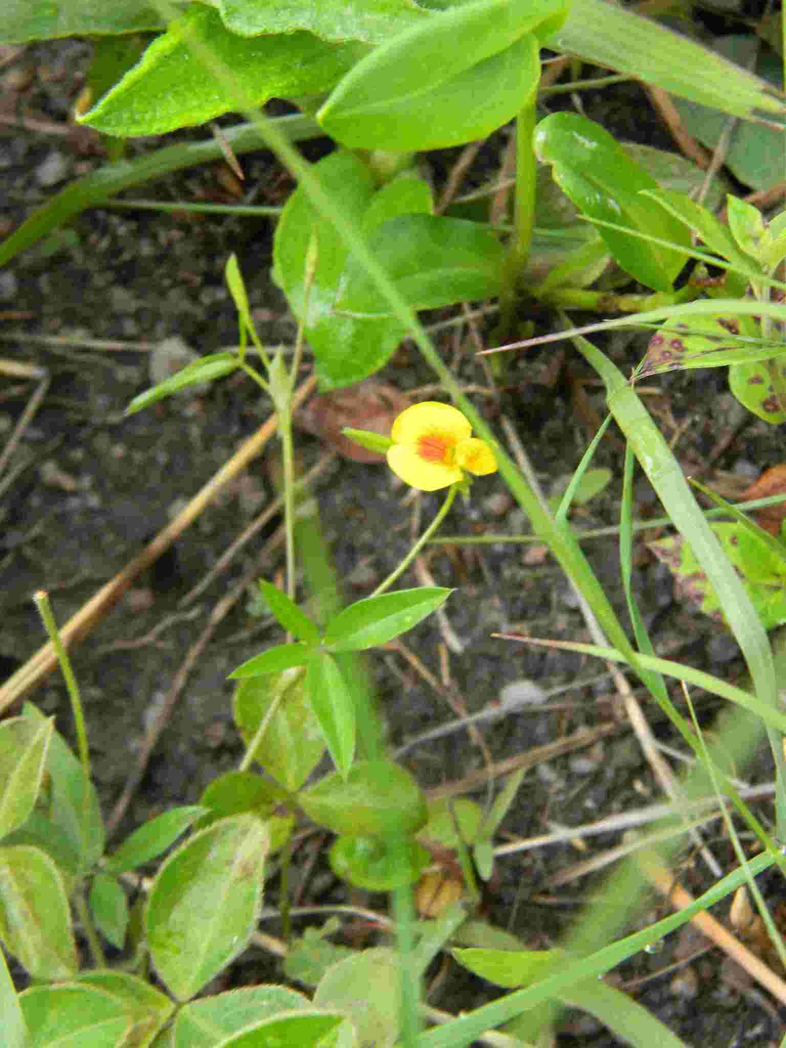 Image of Zornia capensis Pers.