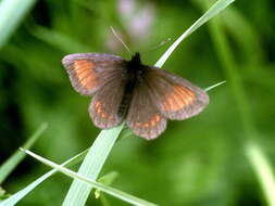 Image of Blind Ringlet